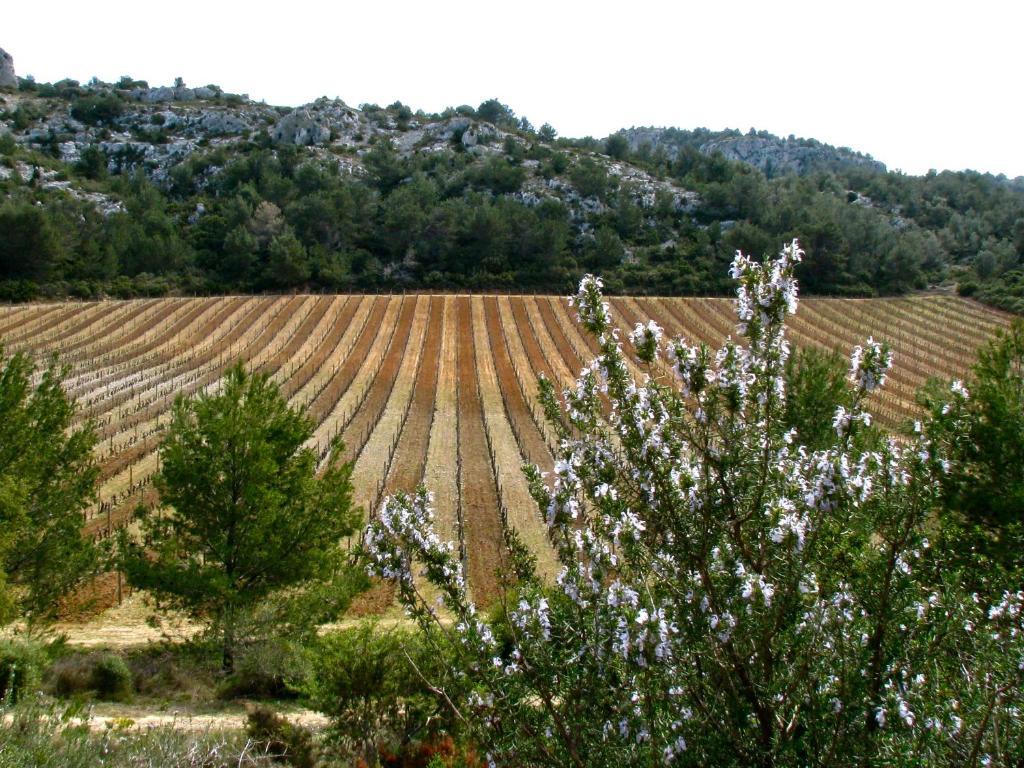 Mas Du Soleilla Konuk evi Narbonne Dış mekan fotoğraf
